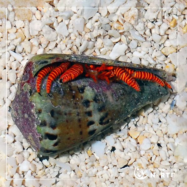 Ciliopagurus strigatus 3