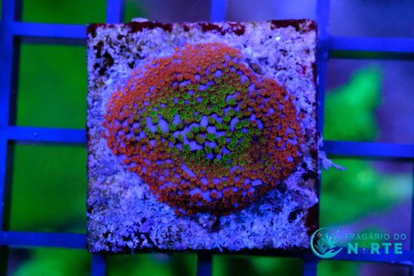 Montipora Superman Grafted 1