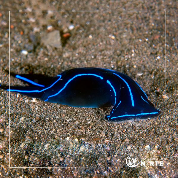 Chelidonura Varians