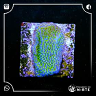 Montipora Superman Grafted 2