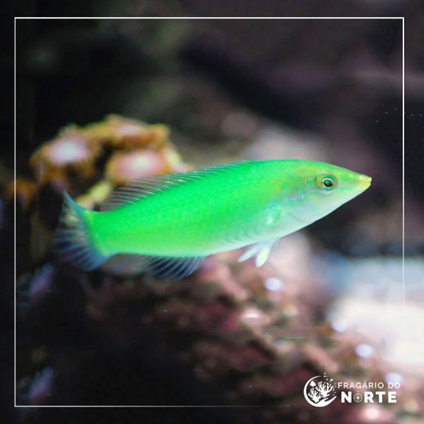 Halichoeres chloropterus