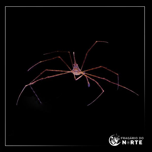 Stenorhynchus Seticornis