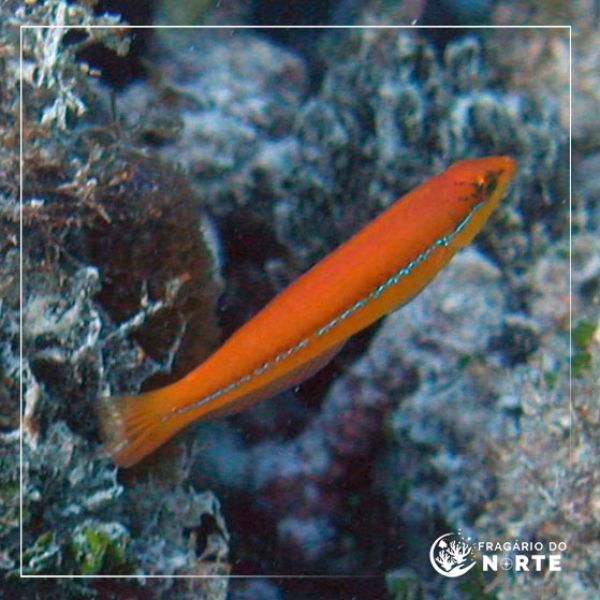 Halichoeres garnoti