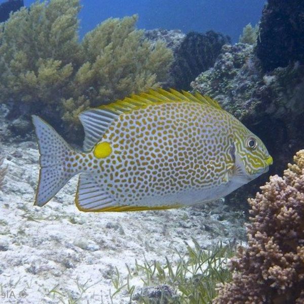 Siganus guttatus
