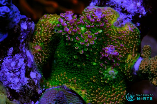 Acropora Abrotanoides Rainbow 1