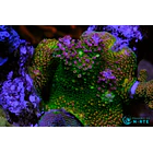 Acropora Abrotanoides Rainbow 1