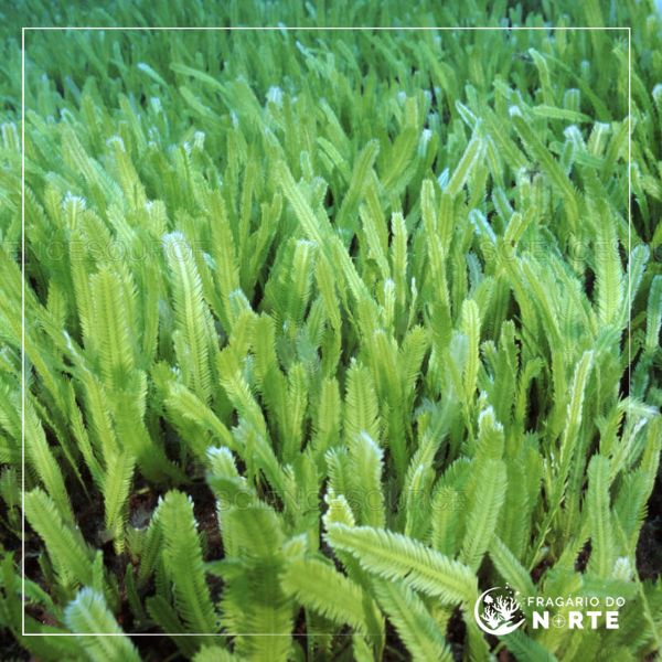 Caulerpa Sertularioides