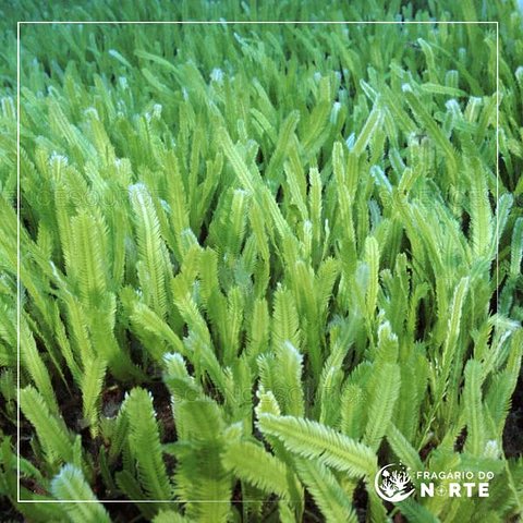 Caulerpa Sertularioides