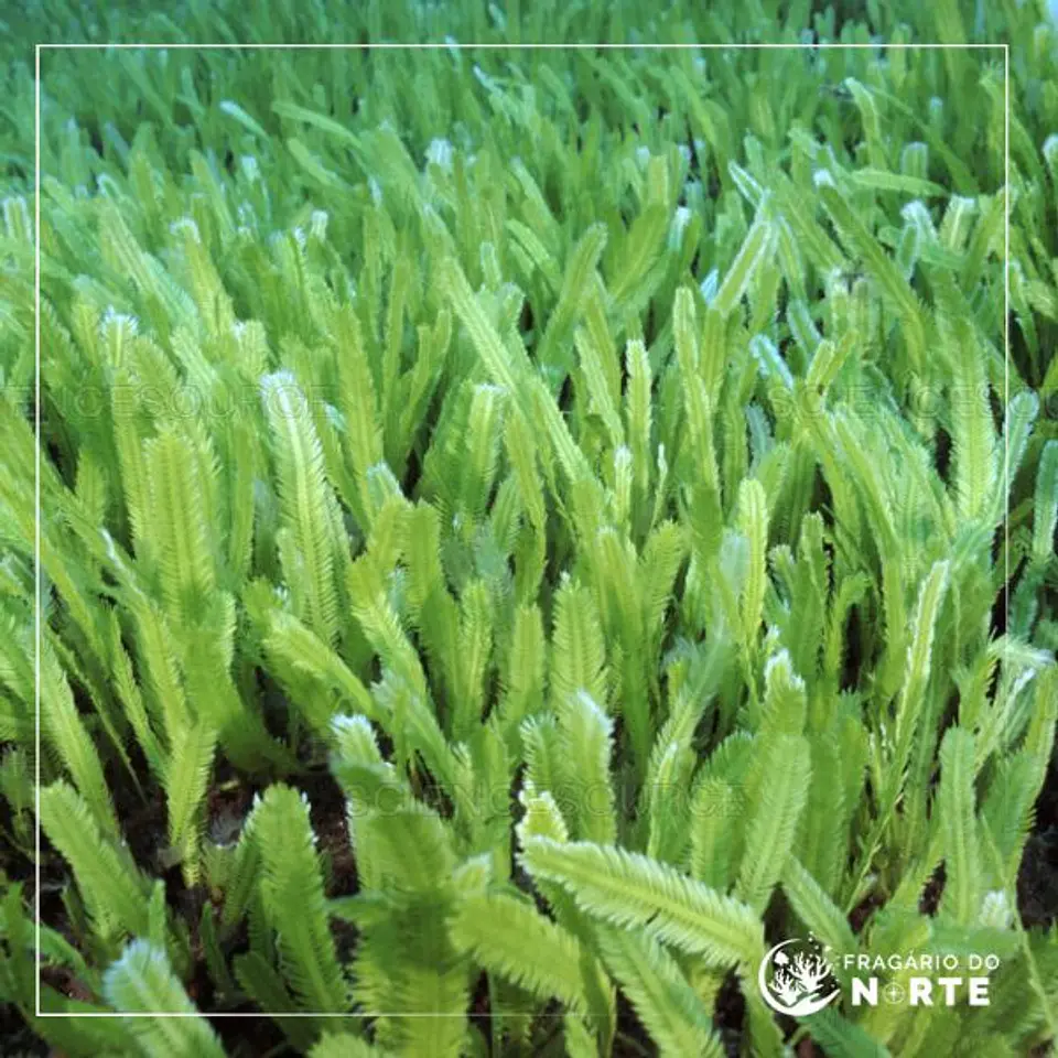 Caulerpa Sertularioides 1