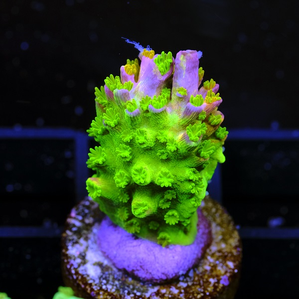 Acropora Abrotanoides Rainbow 2
