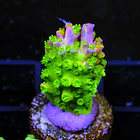 Acropora Abrotanoides Rainbow 2