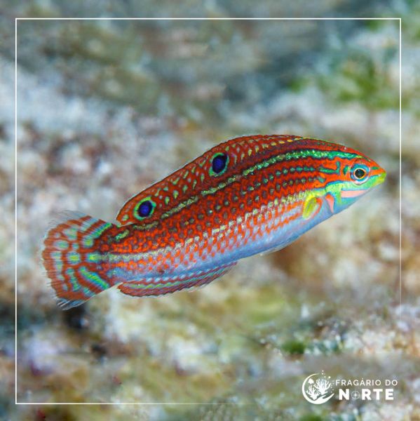 Halichoeres ornatissimus