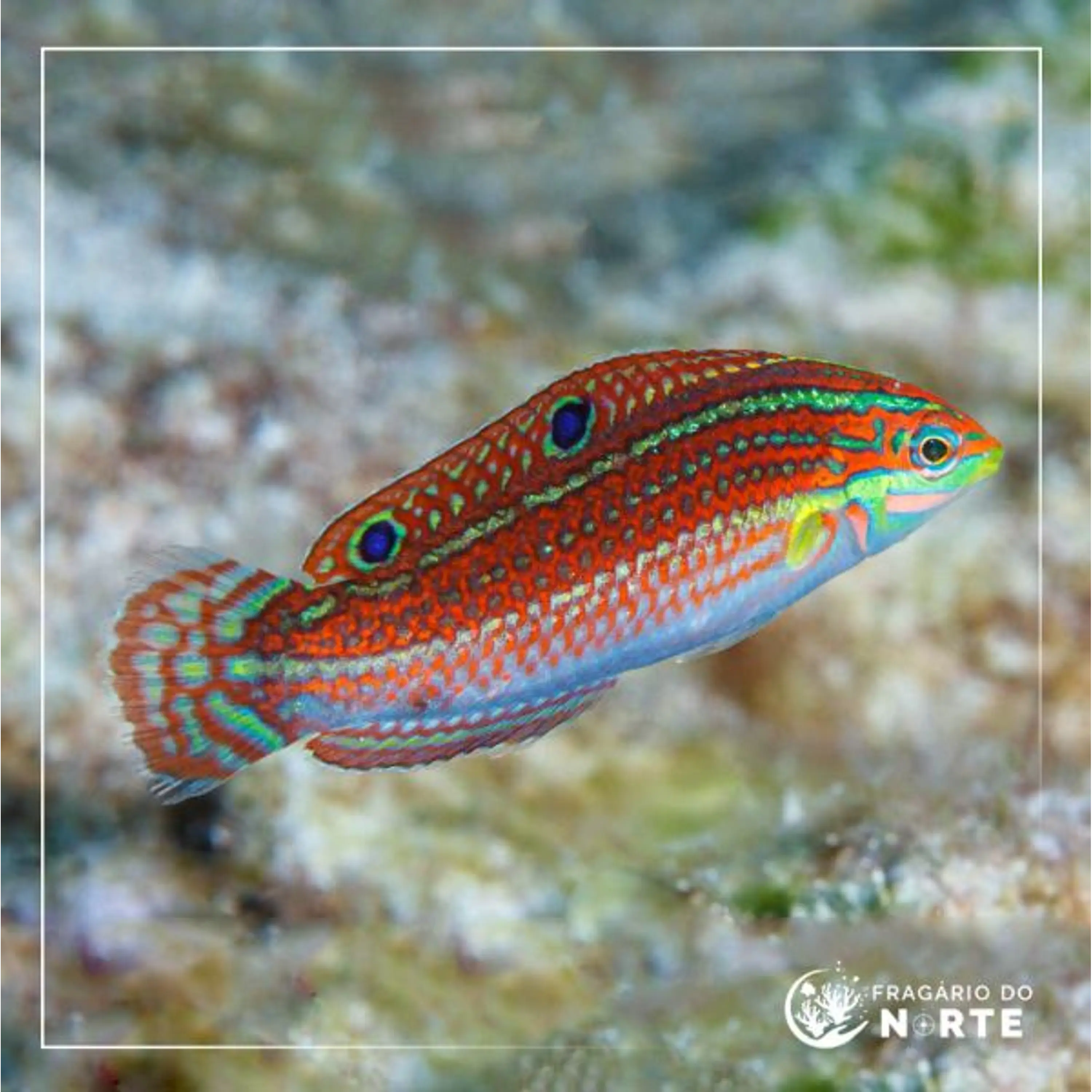 Halichoeres ornatissimus