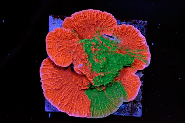 Montipora cap GRAFTED 1