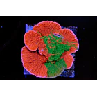 Montipora cap GRAFTED 1