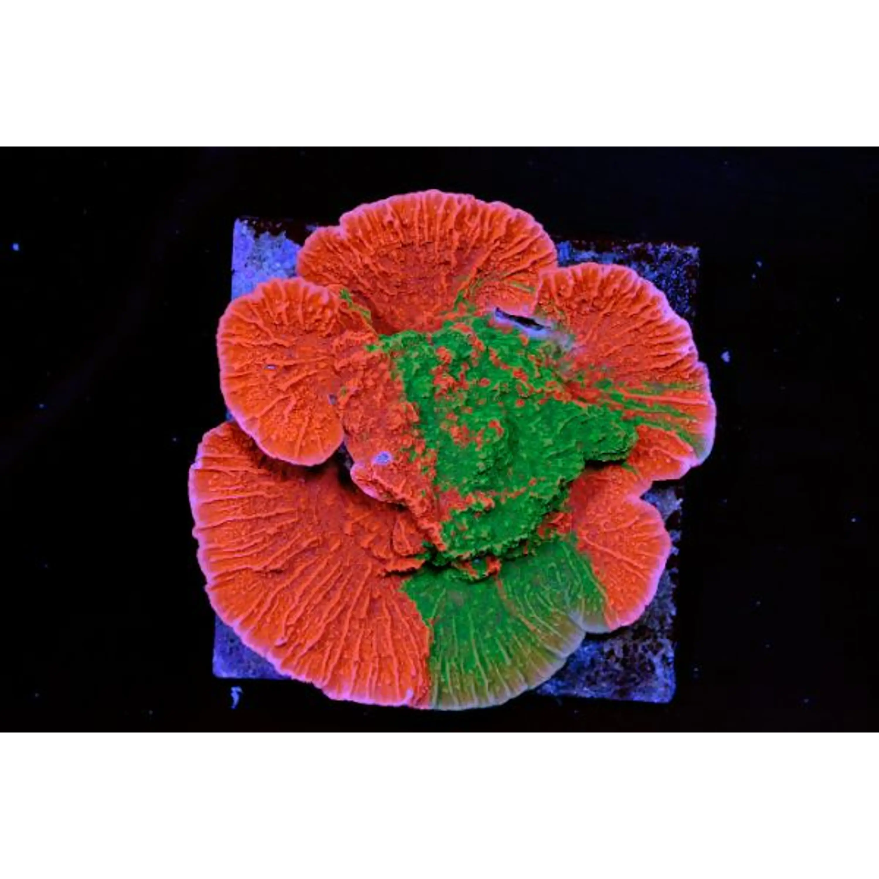 Montipora cap GRAFTED