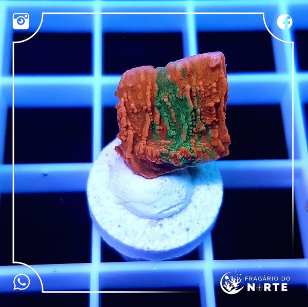 Montipora cap GRAFTED 2