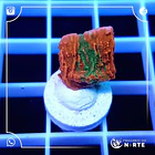 Montipora cap GRAFTED 2
