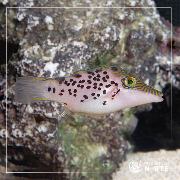 Canthigaster leoparda