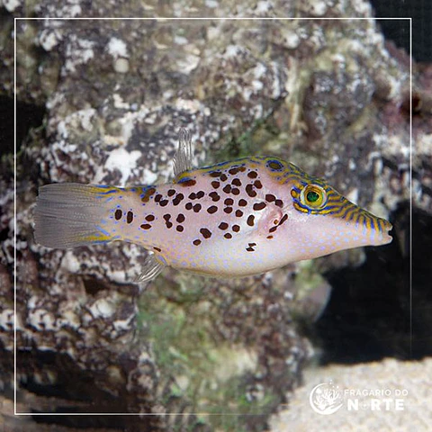Canthigaster leoparda