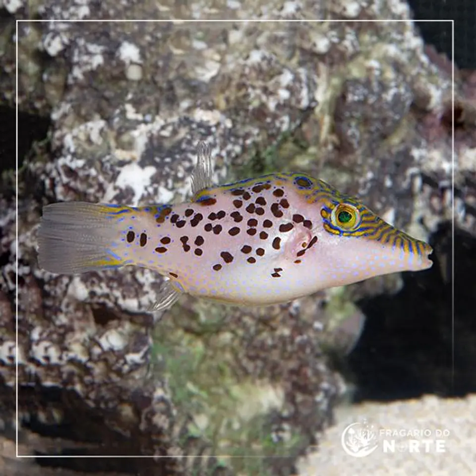 Canthigaster leoparda 1