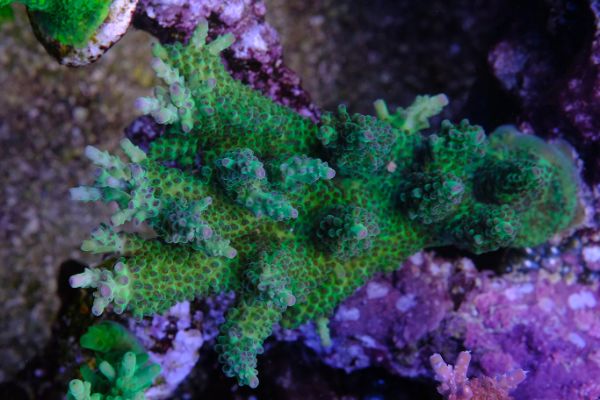 Acropora Microlados Ice Bird