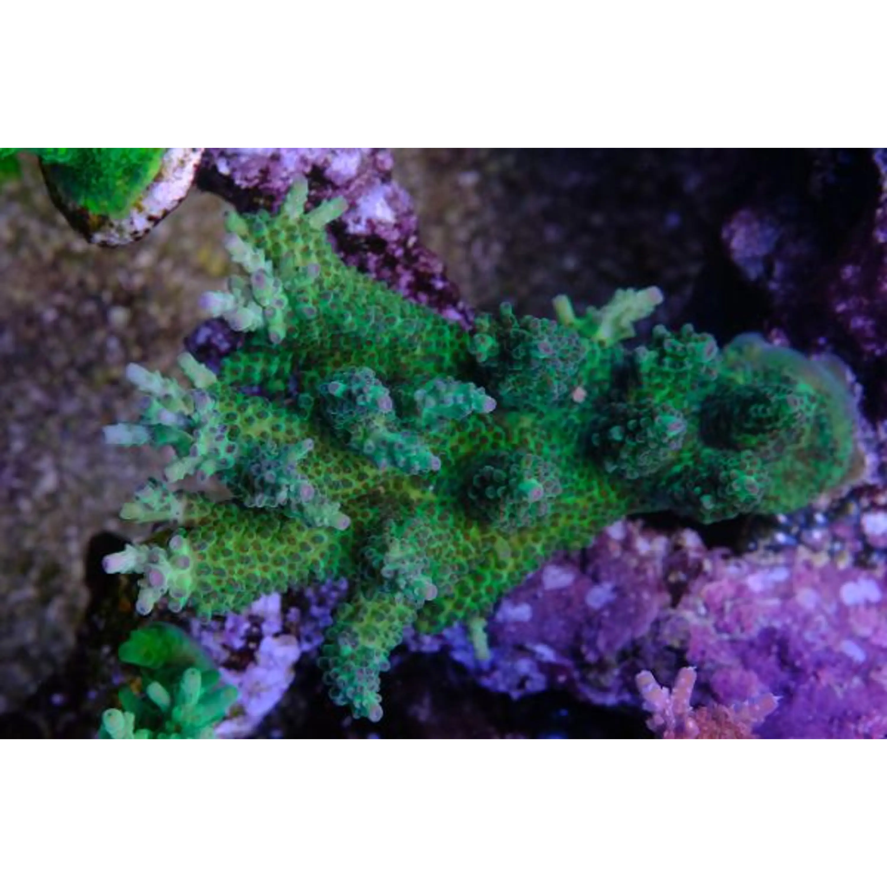 Acropora Microlados Ice Bird
