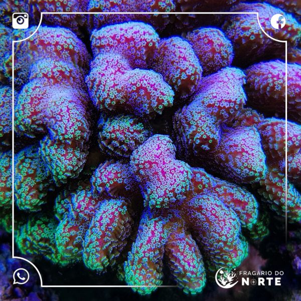 Stylophora Pistillata Pink w/Green Tips