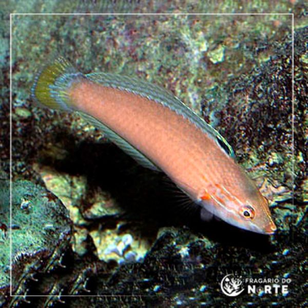 Halichoeres trispilus