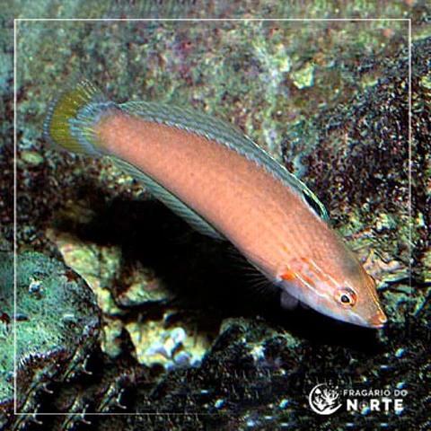 Halichoeres trispilus