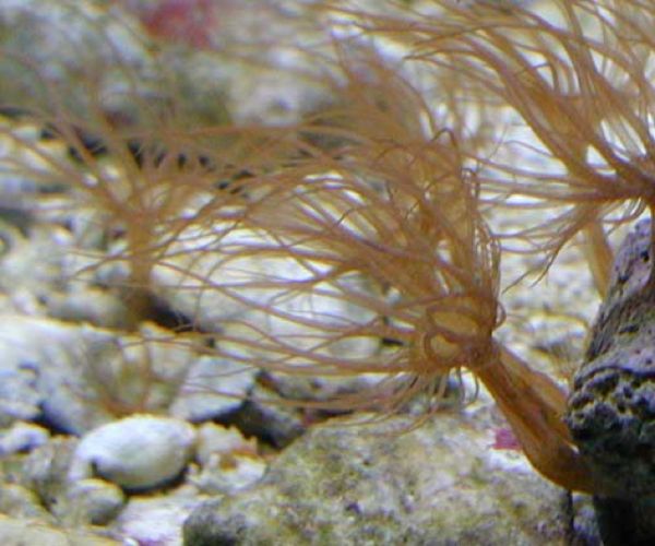 Aiptasia 5