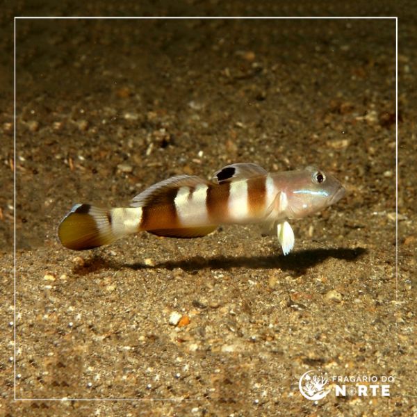 Valenciennea wardii