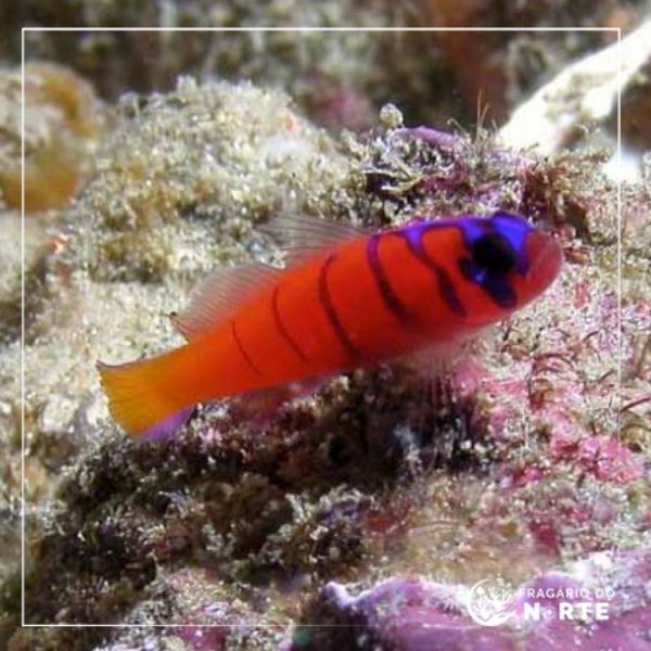 Lythrypnus dalli