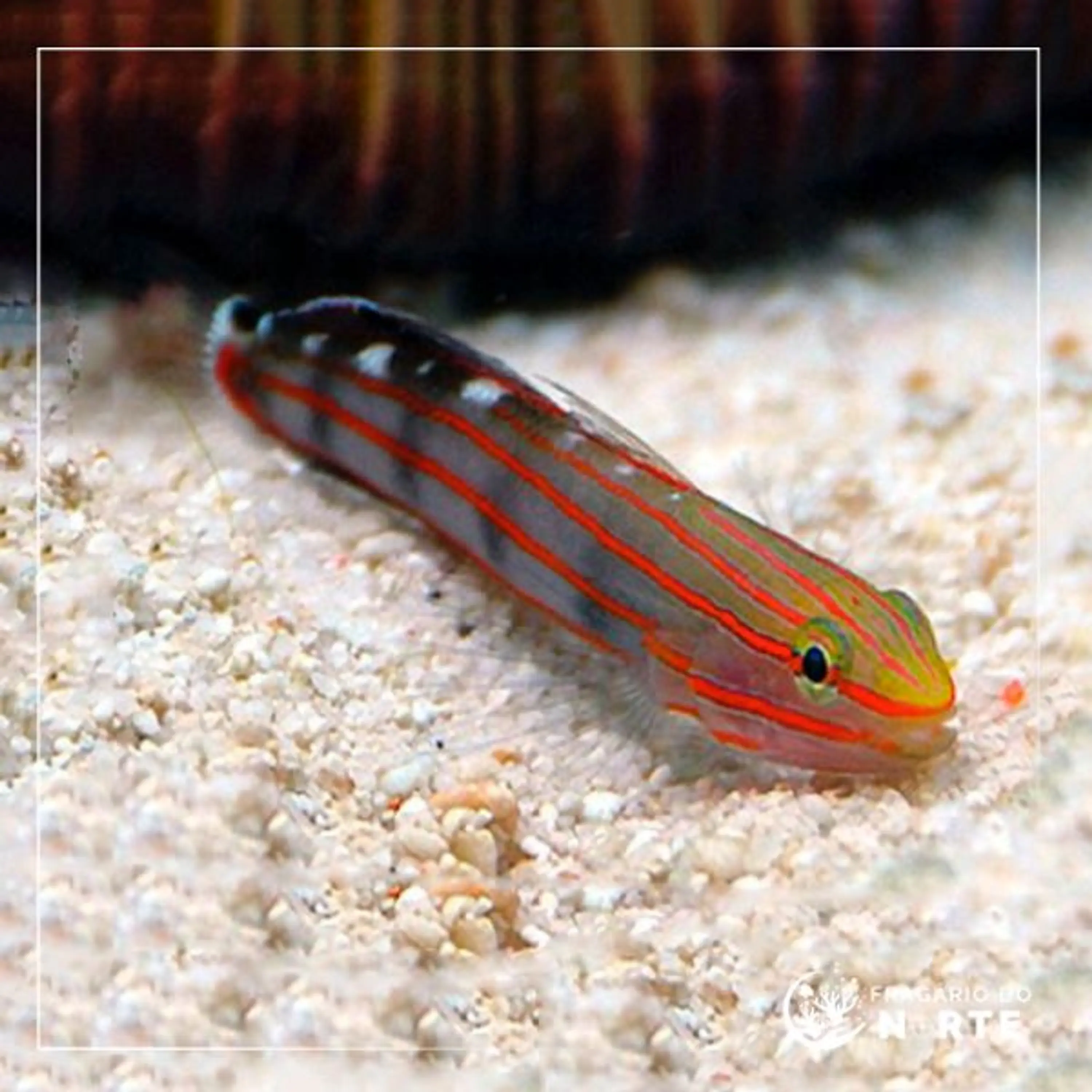 Amblygobius rainfordi