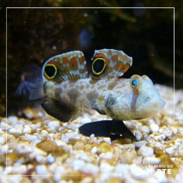 Signigobius biocellatus