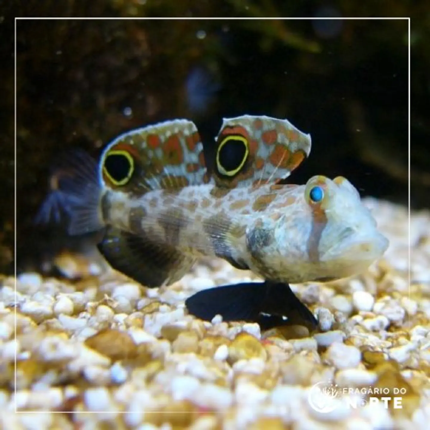 Signigobius biocellatus 1