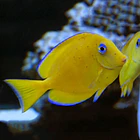 Turbellaria 1