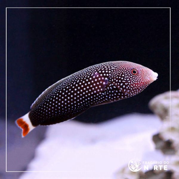 Anampses Chrysocephalus