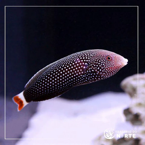 Anampses Chrysocephalus