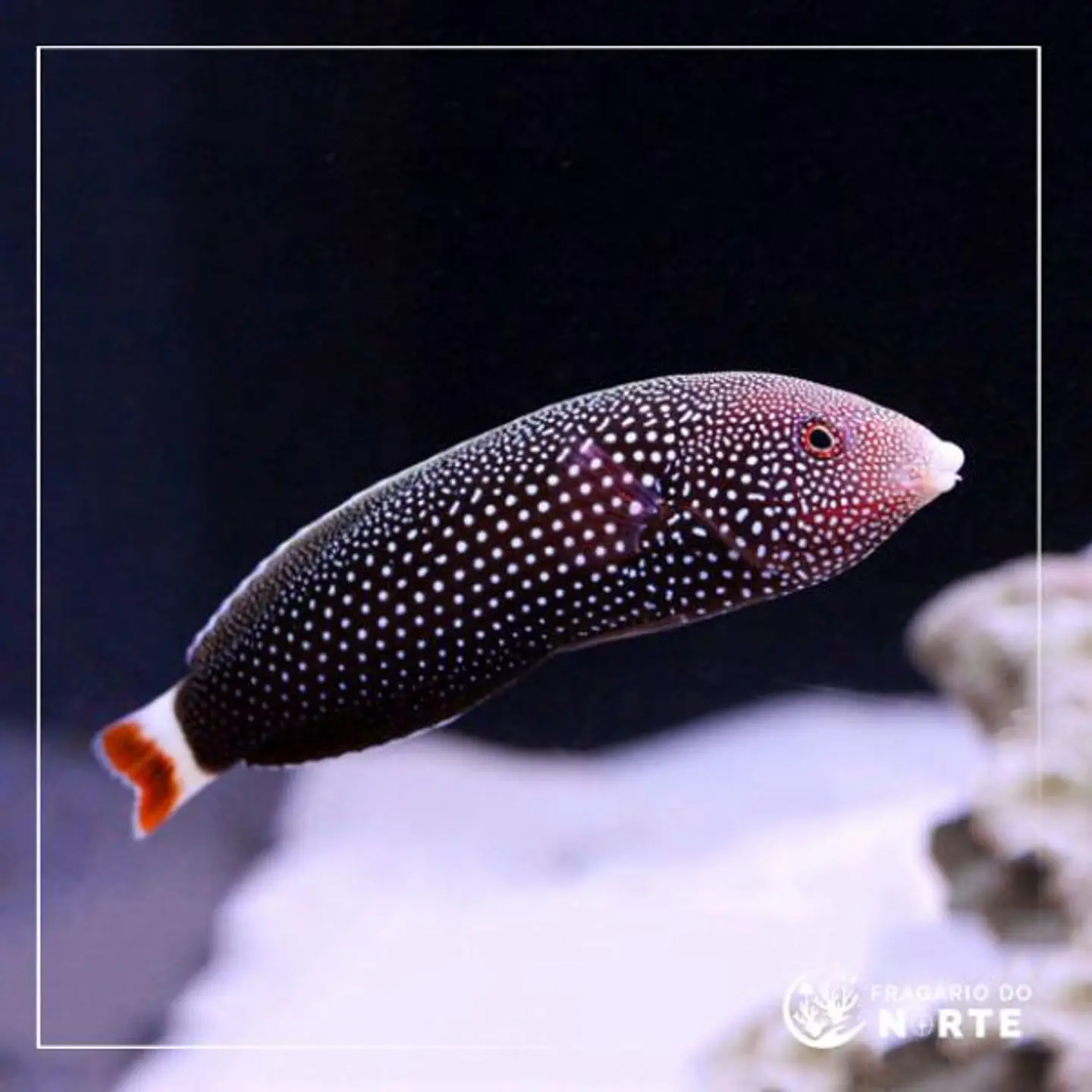 Anampses Chrysocephalus 1