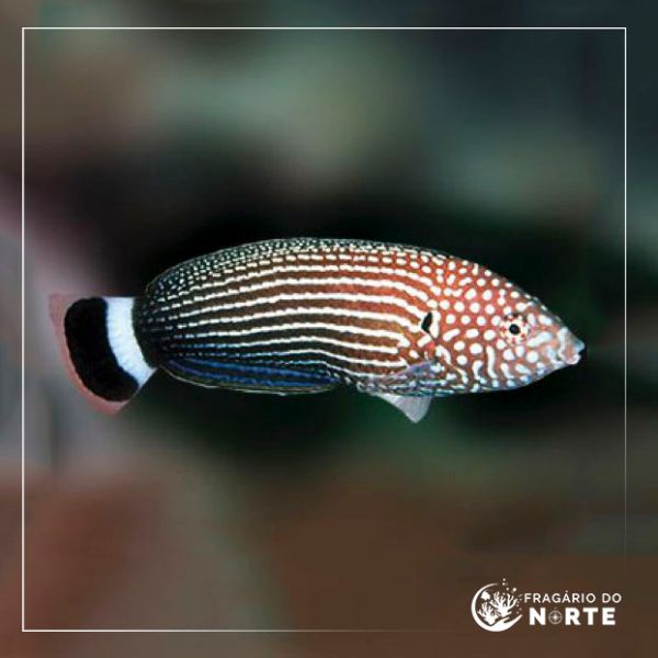 Anampses lineatus