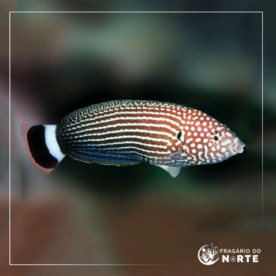 Anampses lineatus 1