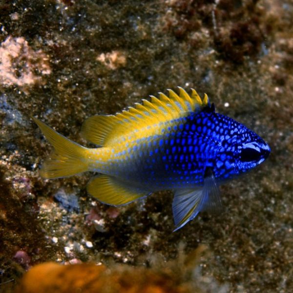 Chromis limbaughi