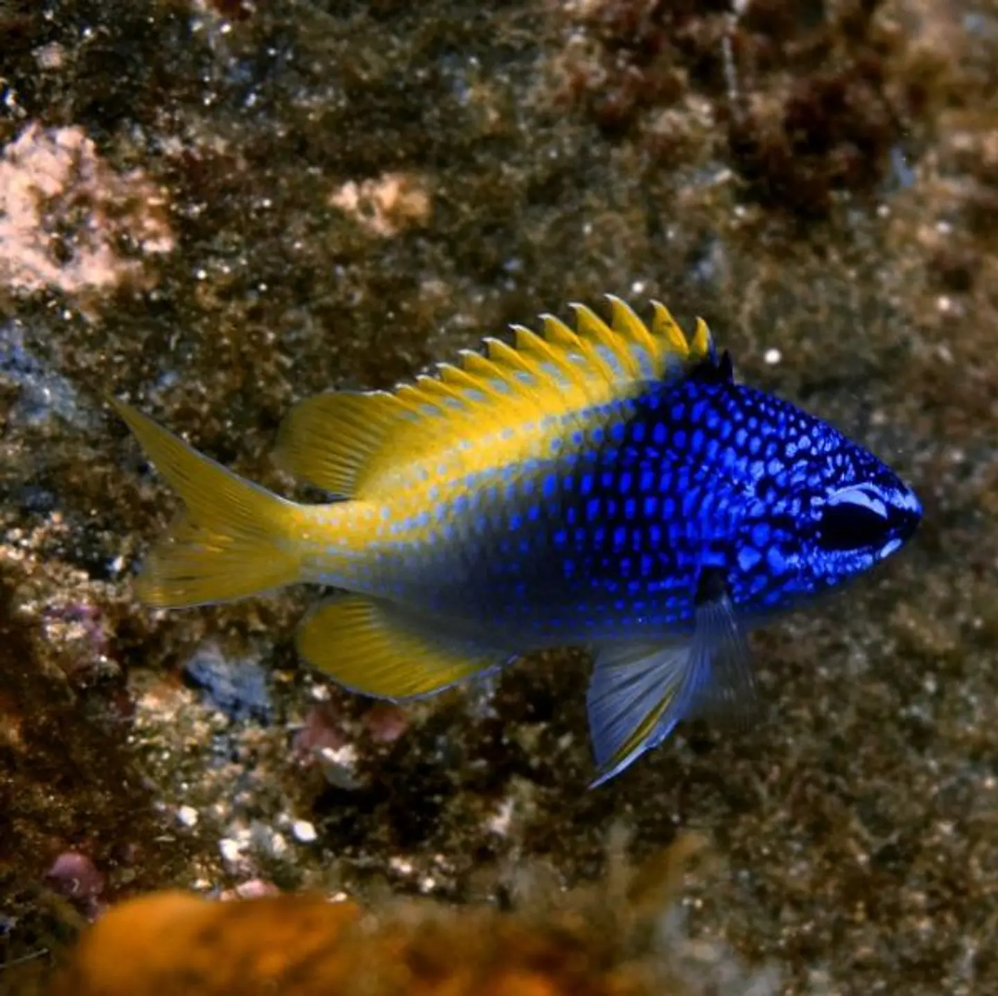 Chromis limbaughi 1