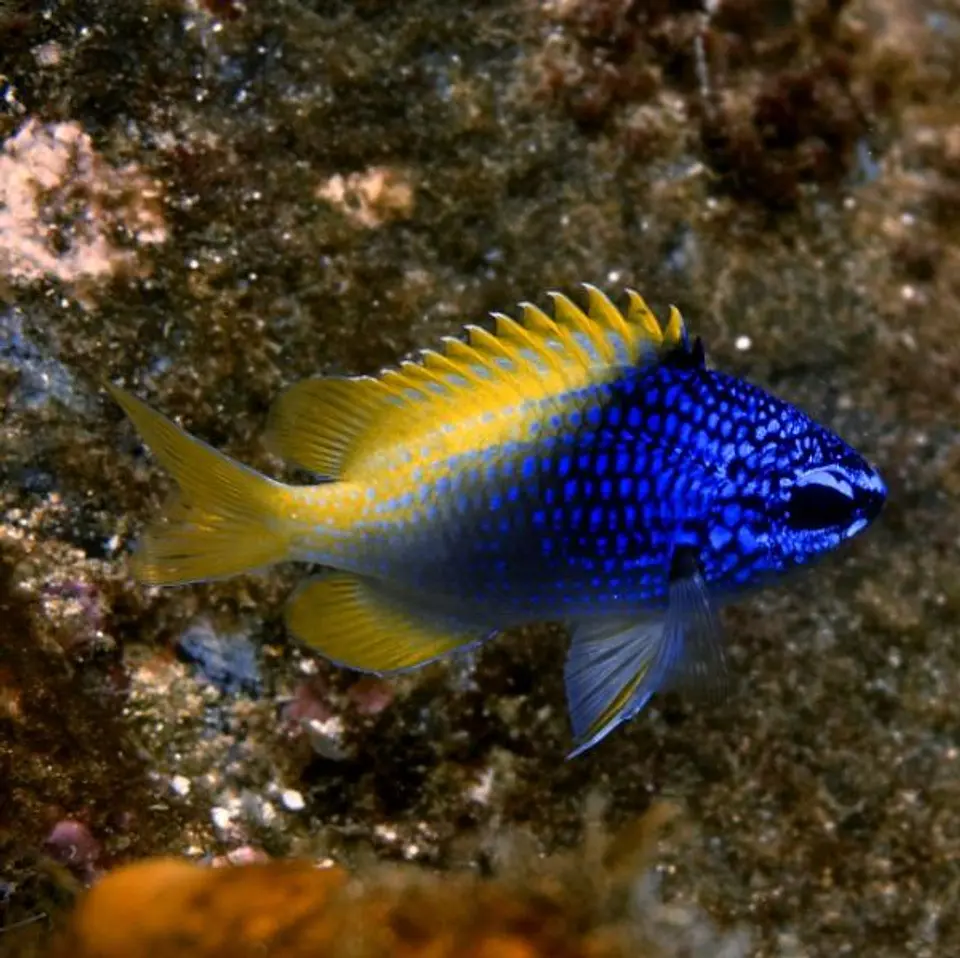 Chromis limbaughi 1