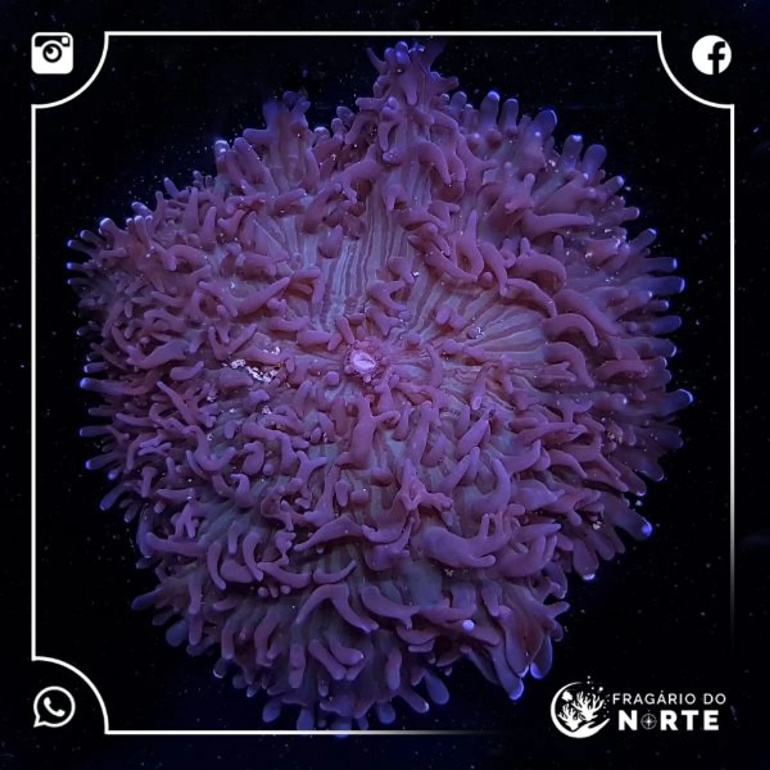 Rhodactis Indosinensis