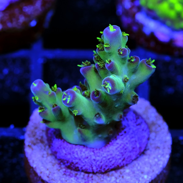 Acropora Ice Flame