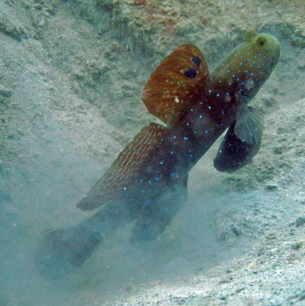 Cryptocentrus pavoninoides