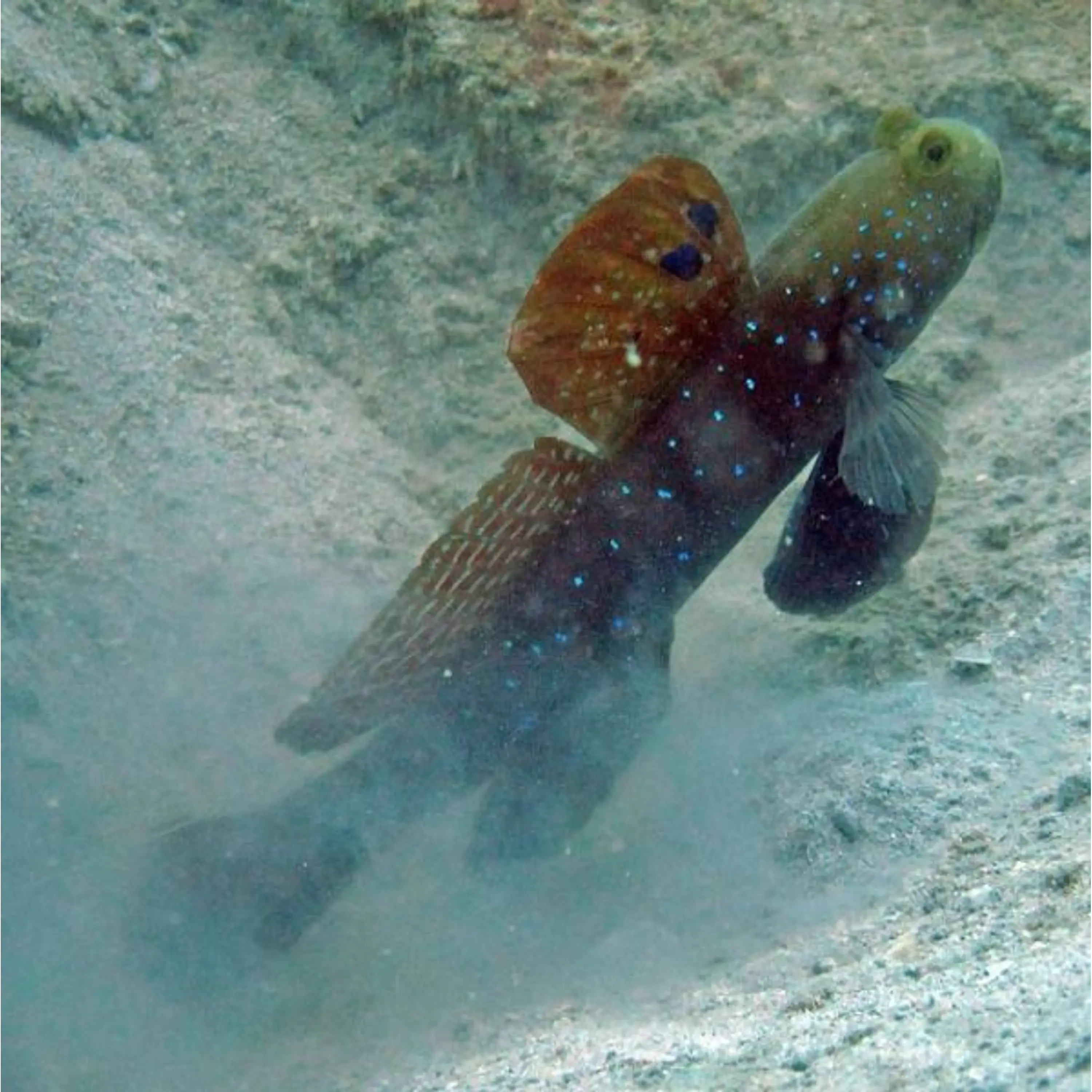Cryptocentrus pavoninoides