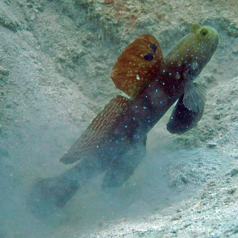 Cryptocentrus pavoninoides